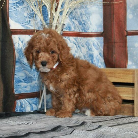 Goldendoodle Mini 2nd Gen DOG Male Red 6864 Petland Pensacola, Florida