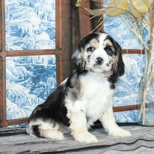 Cocker Spaniel-DOG-Female-Blue Roan / Tan-6865-Petland Pensacola, Florida