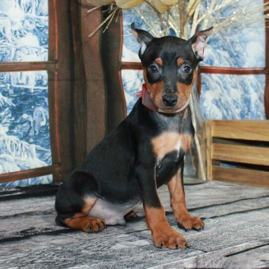 Miniature Pinscher-DOG-Male-Black / Rust-6866-Petland Pensacola, Florida