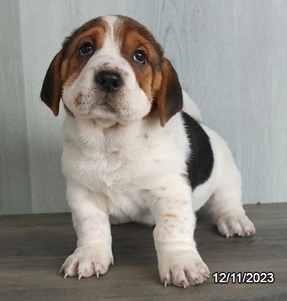 Walrus-DOG-Female-Black / White-6869-Petland Pensacola, Florida