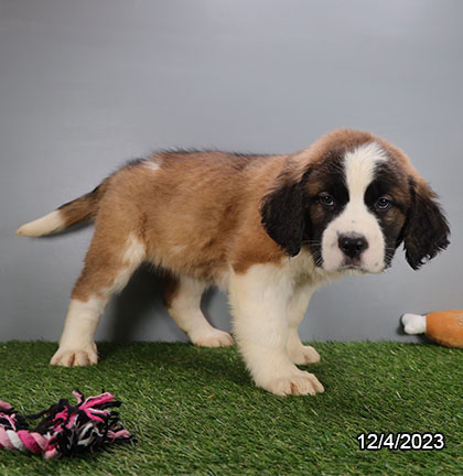 Saint Bernard DOG Female Brown / White 6870 Petland Pensacola, Florida