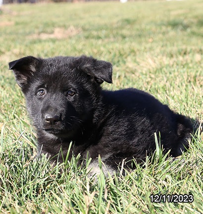 German Shepherd DOG Female Black / Tan 6871 Petland Pensacola, Florida