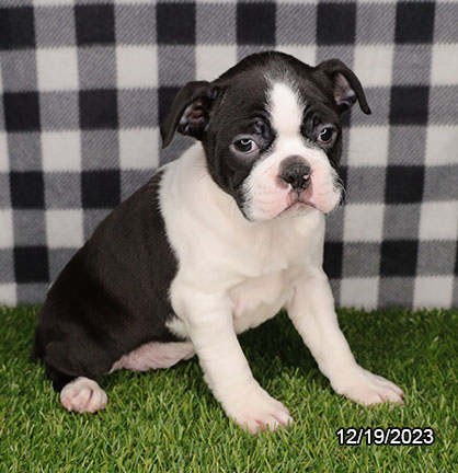 Boston Terrier DOG Female Black / White 6872 Petland Pensacola, Florida