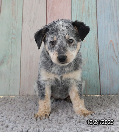 Heeler-DOG-Female-White-6873-Petland Pensacola, Florida