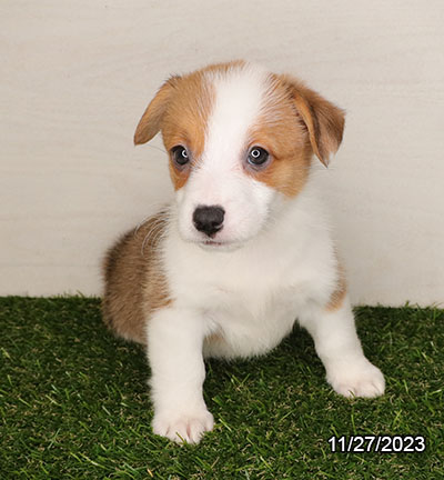 Pembroke Welsh Corgi DOG Female Red / White 6875 Petland Pensacola, Florida