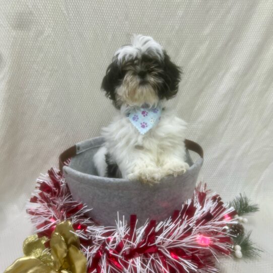 Shih Tzu-DOG-Female-Black / White-6788-Petland Pensacola, Florida