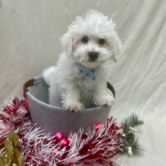 Bichon Frise-DOG-Male-White-6818-Petland Pensacola, Florida