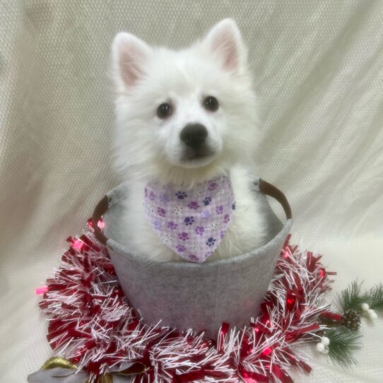 American Eskimo Dog DOG Male White 6815 Petland Pensacola, Florida