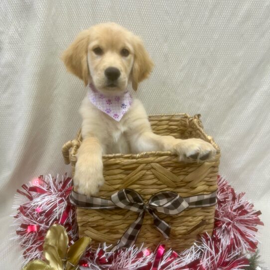 Golden Retriever-DOG-Female-Golden-6769-Petland Pensacola, Florida