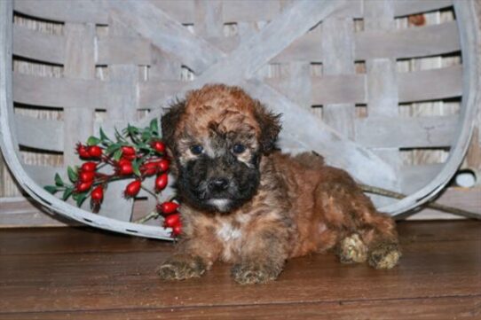 Soft Coated Wheaten Terrier-DOG-Male-Wheaten-6890-Petland Pensacola, Florida