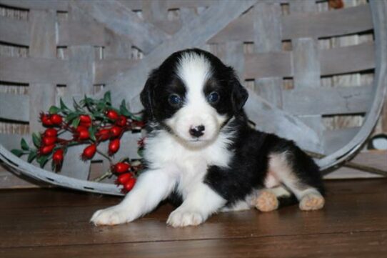 Australian Shepherd DOG Male Black 6892 Petland Pensacola, Florida