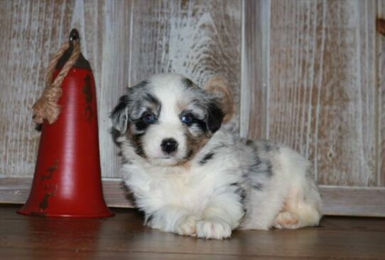 Australian Shepherd DOG Female Blue Merle 6898 Petland Pensacola, Florida