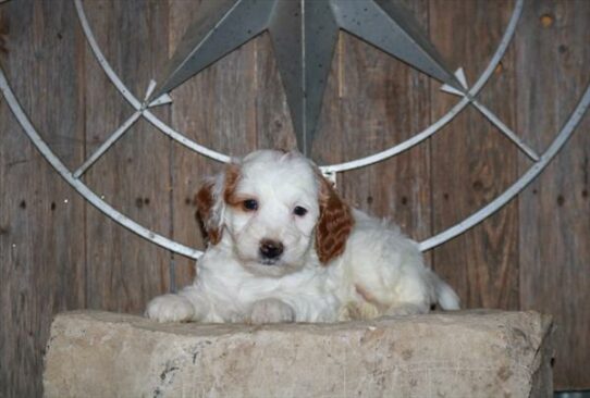 Goldendoodle Mini 2nd Gen-DOG-Male-White-6901-Petland Pensacola, Florida