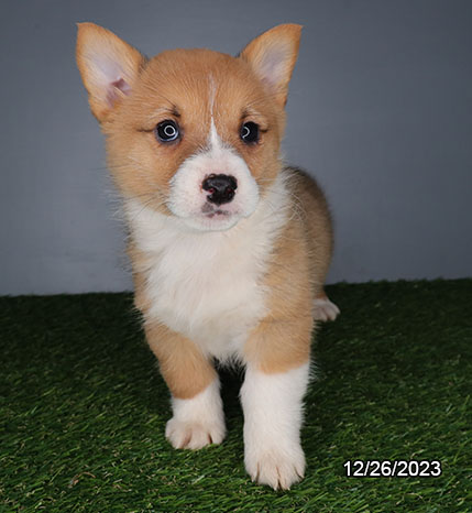 Pembroke Welsh Corgi DOG Male Red / White 6914 Petland Pensacola, Florida