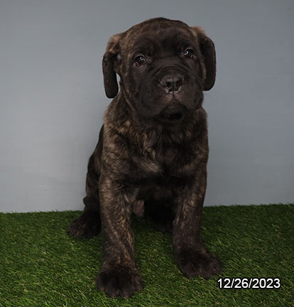 Cane Corso-DOG-Male-Black Brindle-6915-Petland Pensacola, Florida