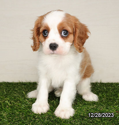 Cavalier King Charles Spaniel DOG Female Blenheim 6916 Petland Pensacola, Florida