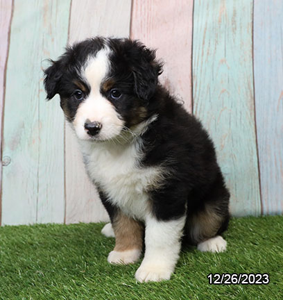 Miniature American Shepherd-DOG-Female-Black-6917-Petland Pensacola, Florida