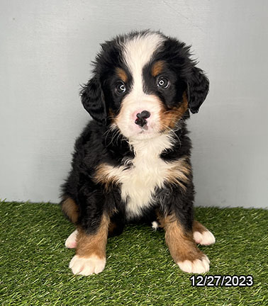 Bernese Mountain Dog DOG Female Tri-Colored 6918 Petland Pensacola, Florida