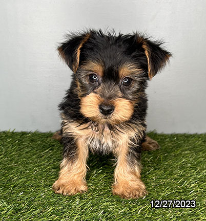 Yorkshire Terrier DOG Male Black / Tan 6919 Petland Pensacola, Florida