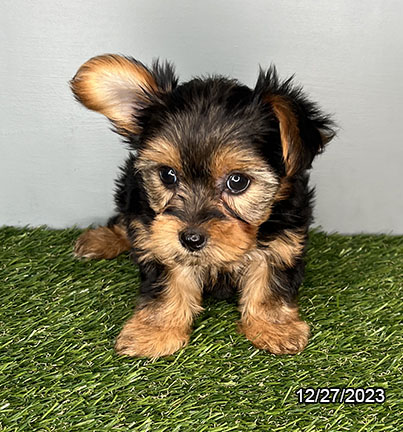 Yorkshire Terrier DOG Female Black / Tan 6920 Petland Pensacola, Florida