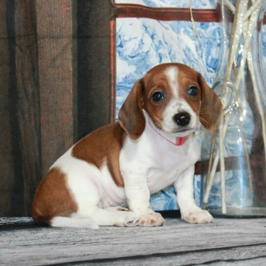 Dachshund-DOG-Female-Red-6922-Petland Pensacola, Florida