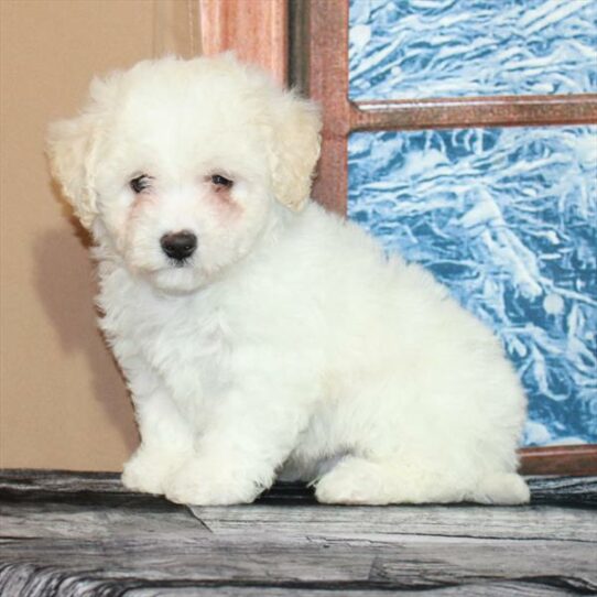 Bichon Frise-DOG-Male-White-6923-Petland Pensacola, Florida