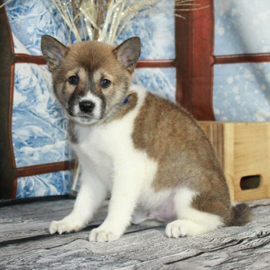 Shiba Inu DOG Male Red Sesame 6924 Petland Pensacola, Florida