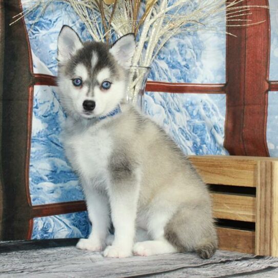 Alaskan Klee Kai-DOG-Female-Black / White-6925-Petland Pensacola, Florida