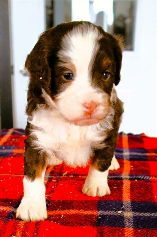 Hybrid-DOG-Male-Chocolate / White-6929-Petland Pensacola, Florida