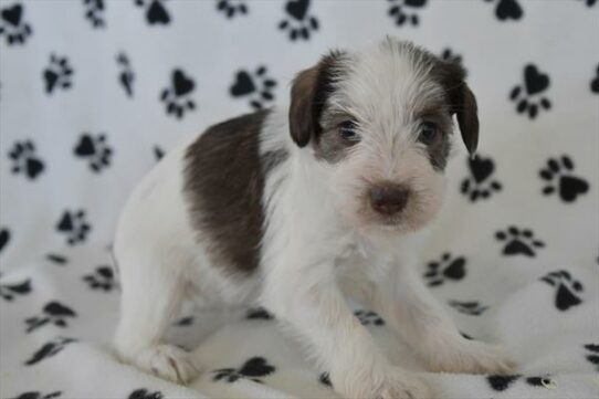 Mini Schnauzer-DOG-Female-Chocolate / White-6932-Petland Pensacola, Florida