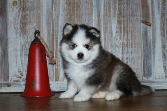 Pomsky DOG Male Sable / White 6934 Petland Pensacola, Florida