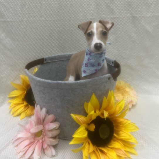 Italian Greyhound-DOG-Male-Blue Fawn-6894-Petland Pensacola, Florida