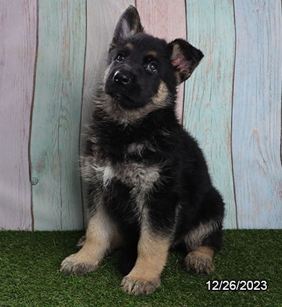 German Shepherd-DOG-Female-Black / Tan-6952-Petland Pensacola, Florida