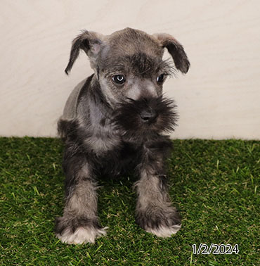 Mini Schnauzer-DOG-Male-Salt / Pepper-6953-Petland Pensacola, Florida