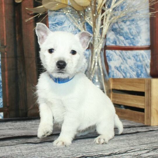 West Highland White Terrier-DOG-Female-White-6959-Petland Pensacola, Florida