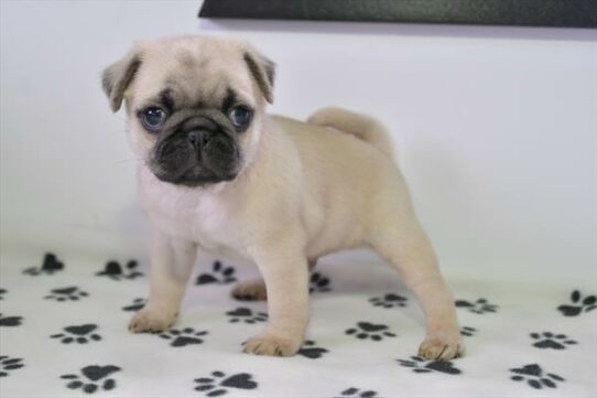 Pug DOG Male Fawn 6969 Petland Pensacola, Florida