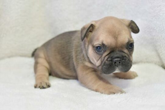 French Bulldog-DOG-Female-Red Fawn-6974-Petland Pensacola, Florida