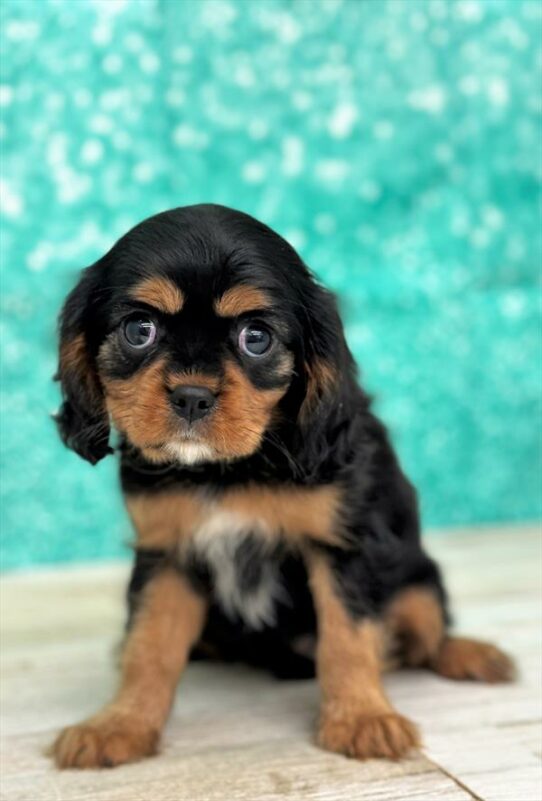 Cavalier King Charles Spaniel DOG Female Black / Tan 6985 Petland Pensacola, Florida