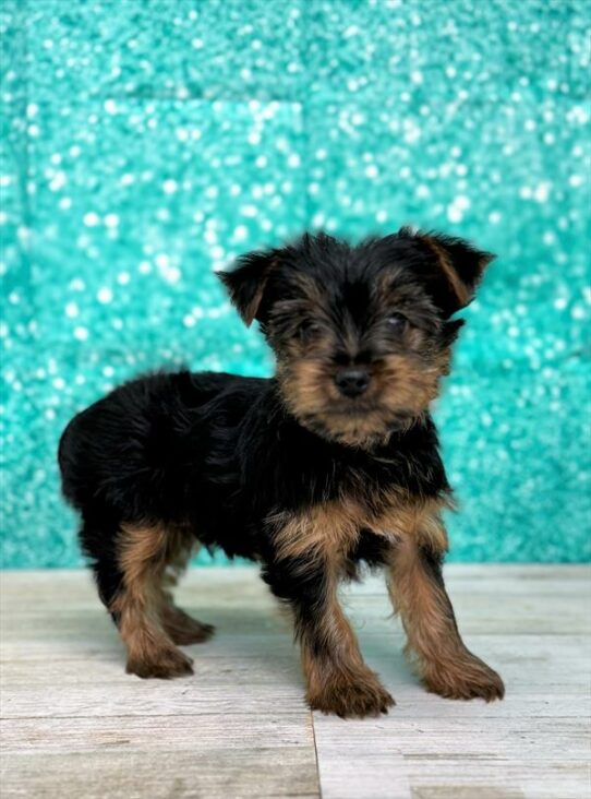 Yorkshire Terrier DOG Male Black / Tan 6986 Petland Pensacola, Florida