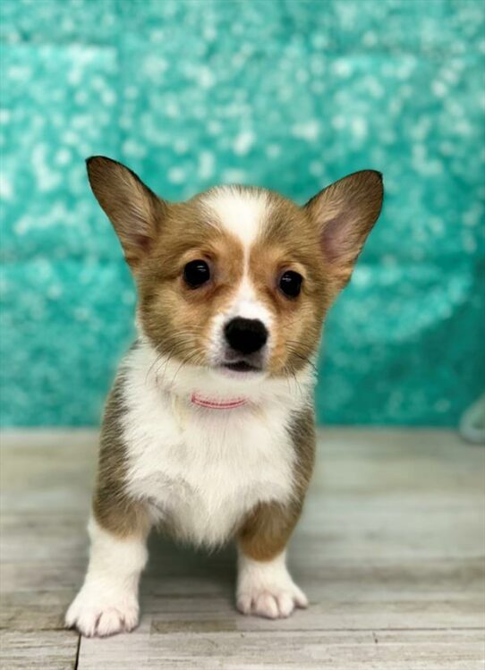 Pembroke Welsh Corgi DOG Female Sable / White 6987 Petland Pensacola, Florida