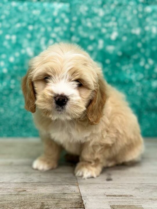 Cockapoo DOG Male Buff 6988 Petland Pensacola, Florida