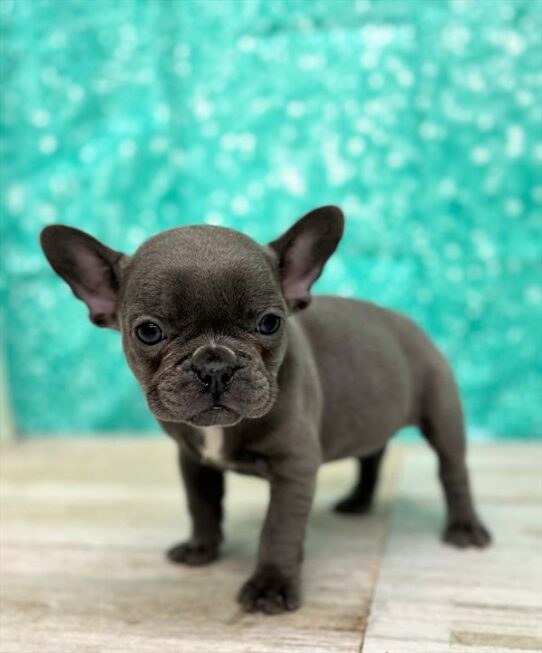 French Bulldog DOG Female Blue 6989 Petland Pensacola, Florida