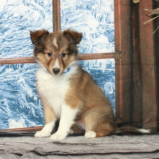 Shetland Sheepdog-DOG-Female-Sable / White-6990-Petland Pensacola, Florida