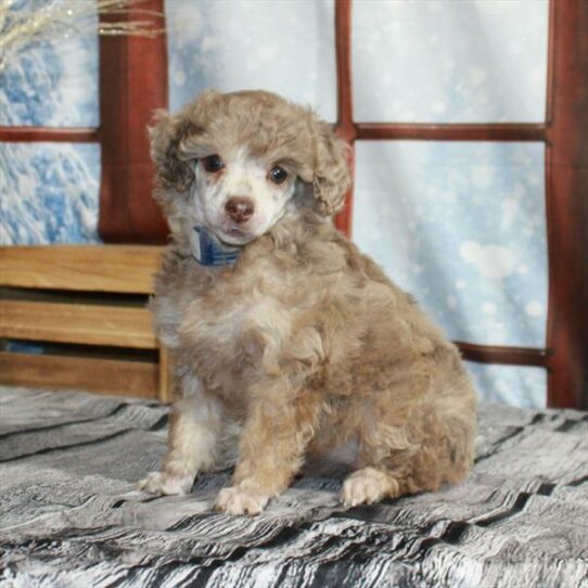 Poodle DOG Female Chocolate Merle / Tan 6991 Petland Pensacola, Florida