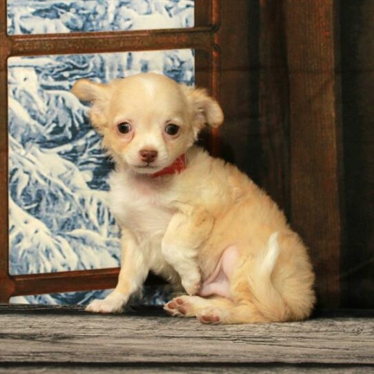 Chihuahua DOG Male Cream 6992 Petland Pensacola, Florida