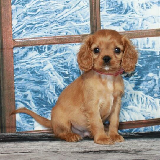 Cavalier King Charles Spaniel-DOG-Male-Ruby-6993-Petland Pensacola, Florida