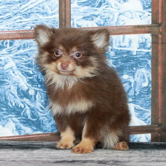 Pomeranian-DOG-Female-Chocolate / Tan-6996-Petland Pensacola, Florida