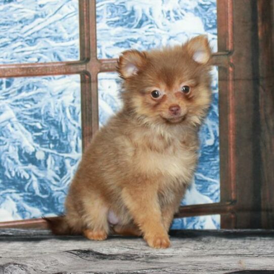 Pomeranian DOG Female Chocolate / Tan 6997 Petland Pensacola, Florida