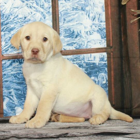 Labrador Retriever-DOG-Female-Yellow-6998-Petland Pensacola, Florida