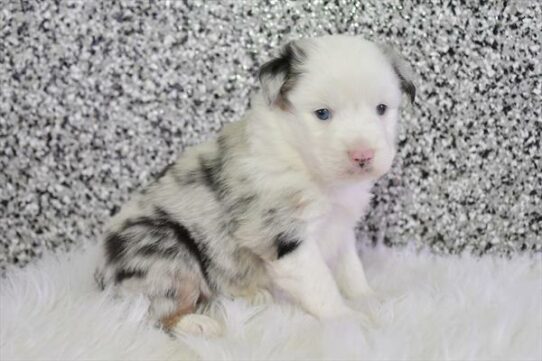 Miniature Australian Shepherd DOG Male Blue Merle 7015 Petland Pensacola, Florida